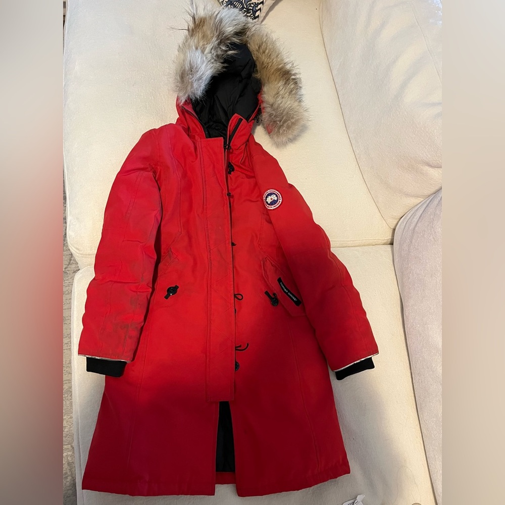 Canada goose kids